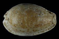 藏品(腰斑寶螺)的圖片